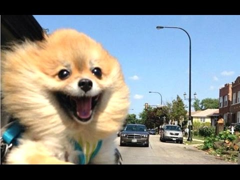 Funny Dogs – A Funny Dog Videos Compilation 2016 || NEW HD