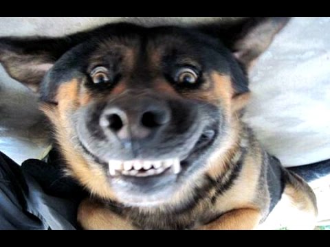 Funny Dogs Barking – A Funny Dog Barking Videos Compilation 2015