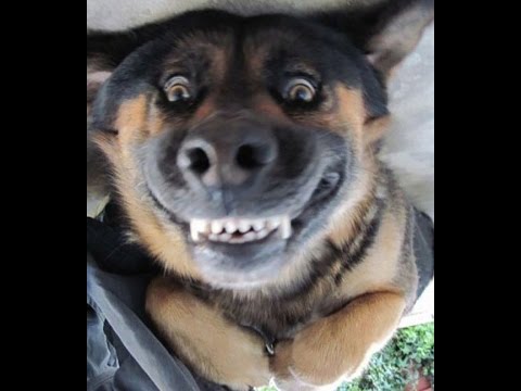 funny dog videos – try not to laugh or grin HD