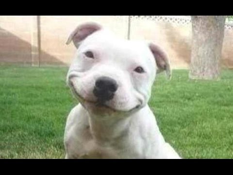 Funny Dogs – A Funny Dog Videos Compilation 2016
