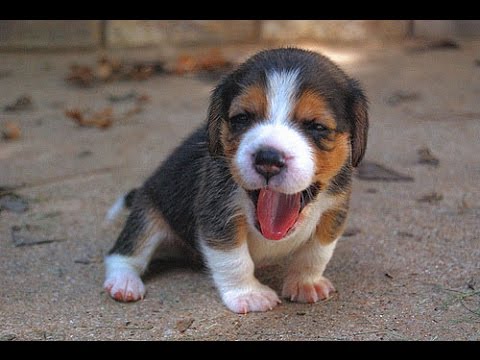 Funny Dogs – Cute And Funny  Beagle Videos Compilation