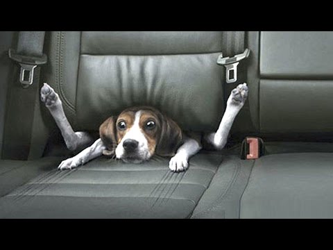 FUNNY DOG VIDEOS ★ The World’s Most Funny Dog Videos (HD) [Funny Pets]