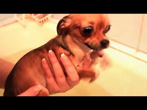 Dogs really hate bath time – Funny dog bathing compilation PART 2