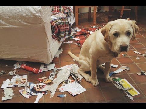 Funny Guilty Dogs Compilation 2015