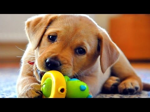 FUNNY DOG VIDEOS PART 2