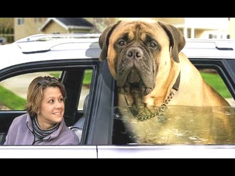 Top 10 Biggest Dogs In The World – With Funny Dog Videos By Breeds Compilation