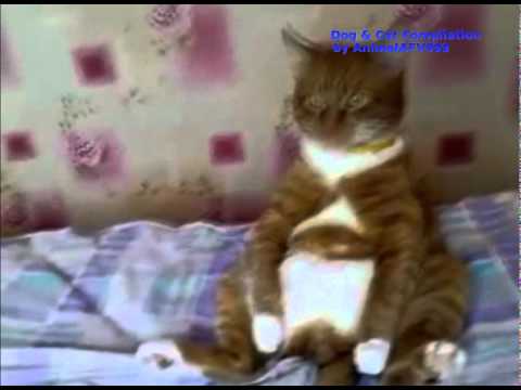★ Dog & Cat Compilation (funny videos!)