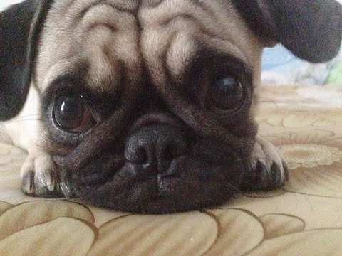 Funny And Cute Pug Videos Compilation 2016 – Funny Dog Videos 2016
