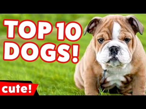 Top 10 Funniest Dog Videos Weekly Compilation 2016 | Kyoot Animals