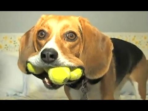 Funny Videos Of Funny Dogs And Puppies Compilation 2016 [BEST OF]