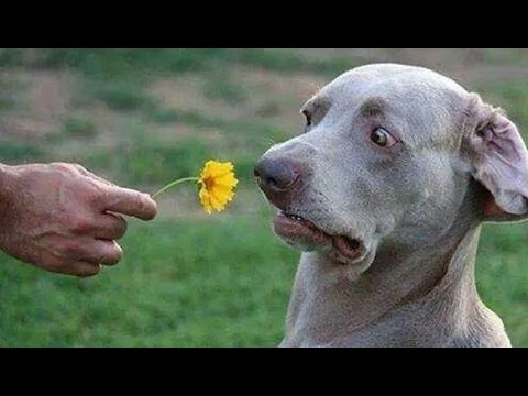 FUNNY DOG 2016 PART 1/2