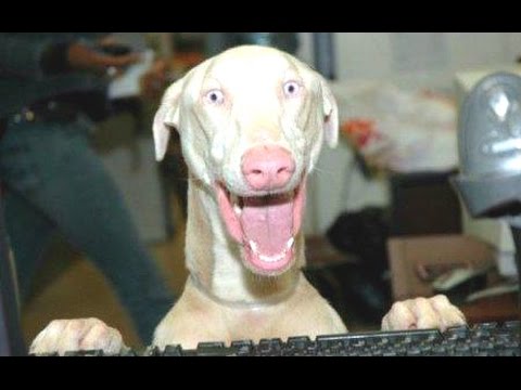 Most Funny Talking Dog Videos Compilation 2014 [NEW]