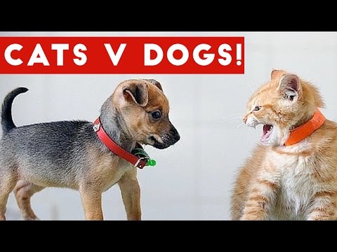 Funniest Cat Vs Dog Video Compilation December 2016 | Funny Pet Videos