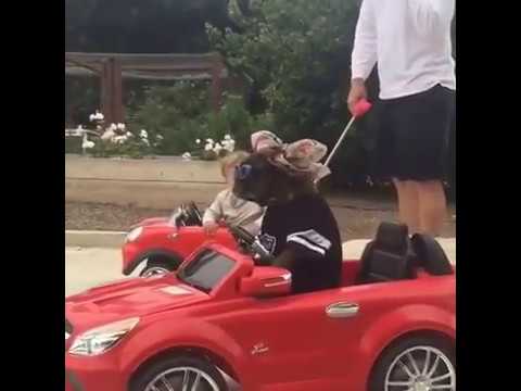 Funny Dog’s ride |  ★ 7 second FUNNY Video ? dog’s ride