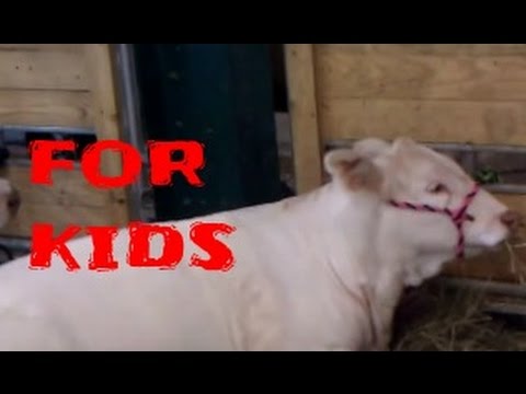 For Kids: Farm Animals, Wild Animals Funny videos For Children  to watch !