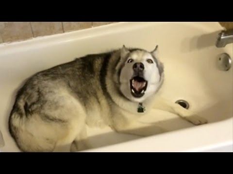 Dogs That Absolutely Hate Baths! Funny Dogs Compilation | Video Digest