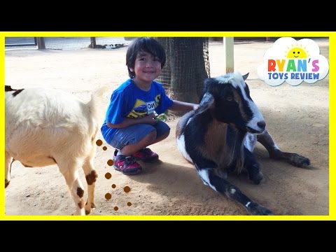 ANIMALS POOPING AT THE ZOO Kid at the ZOO Funny Family Fun Trip to Petting Farm Animals for Children