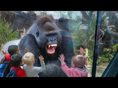 Kids and wild animals At The Zoo: Rainforest Animals and African animals