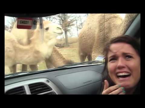best of animals zoo and safari  compilation funny