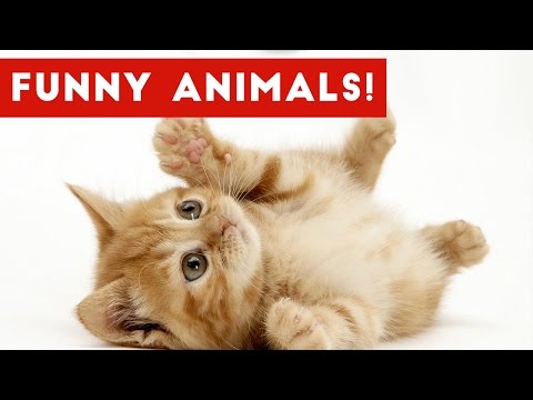 Funny Ultimate Pet & Zoo Animal Fails & Bloopers Weekly Compilation | Funny Pet Videos