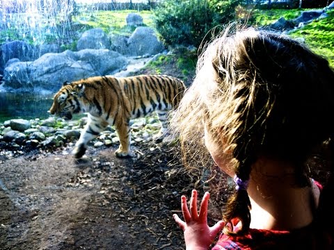 Animals Try To Attack Kids at the zoo – Funny Animals Videos 2016