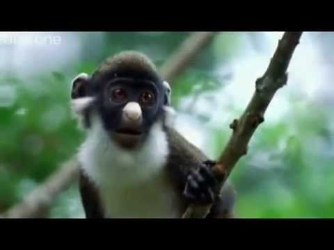 Funny British Animal Voiceovers