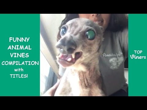 Try Not To Laugh Challenge – Funny Animals Videos Compilation | Best Pets, Cats and Dogs Vines