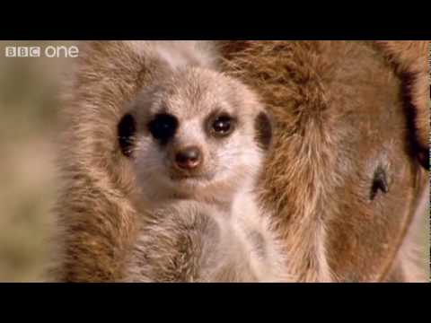 Funny Talking Animals – Walk On The Wild Side – Episode Two Preview – BBC One