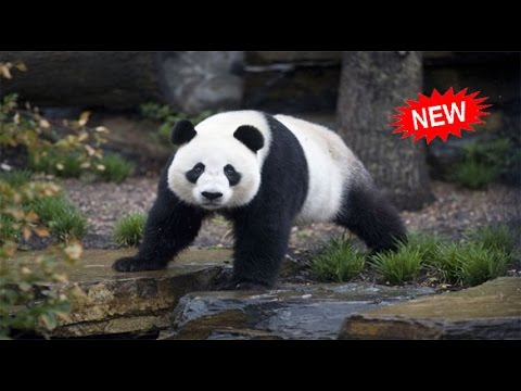 Kids and wild animals At The Zoo – kids funny Cartoons for Children