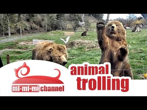 Funny animals troll compilation  best animal jokes and pranks