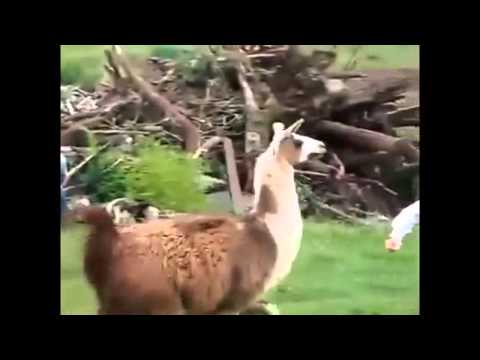 Best Funny Animals Doing Stupid Things 2014