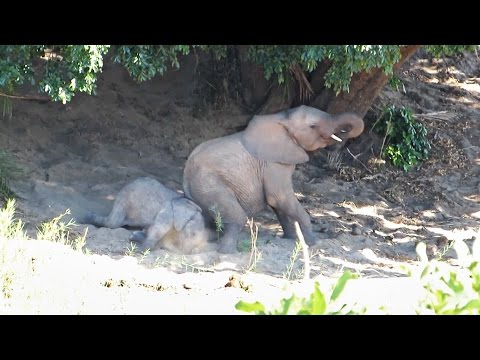 Mommy elephant teaches baby how to dust bath | Funny wild animals, play in a riverbed – Kruger Park