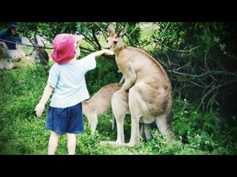 FUNNY ZOO ANIMALS (HD) [Trip Burger Laughs]