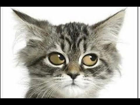 Insane Funny Cats interact with Wild Animals – Funny Cat Videos, Funny Kitty Cats, Funny Pets