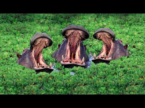 Hungry Hippo Family Eating Watermelons | ZOO Animals