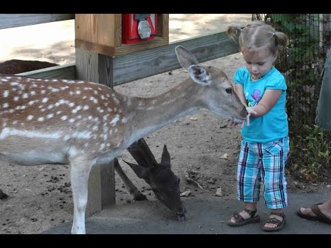 Funny – Kids and Animals at The Zoo