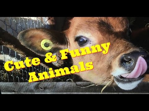 Cute and Funny Animals – Animal Video Compilation