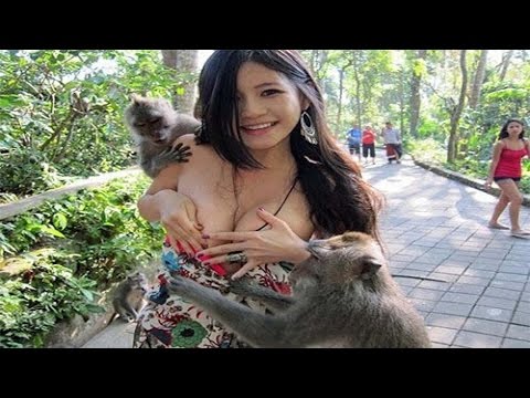 Zoo Animal Attacks , animal attack kids in zoo , funny animals in zoo compilation 2016