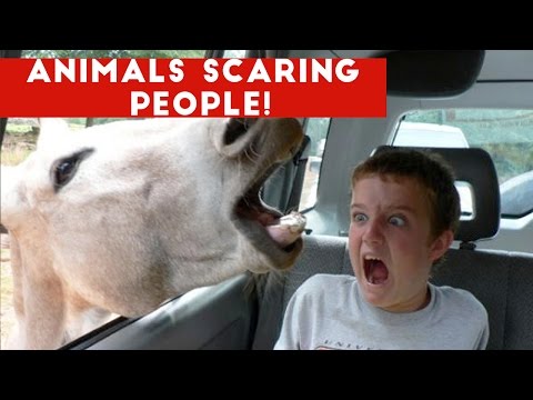 Funniest Animals Scaring People Reactions of 2016 Weekly Compilation | Funny Pet Videos