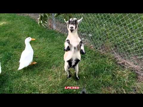 Goat Standing on Two Legs ||360Funny   — Goats, Cute, Funny, Farm Animals