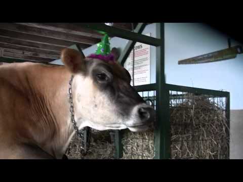 Farm Animals Wearing Funny Hats