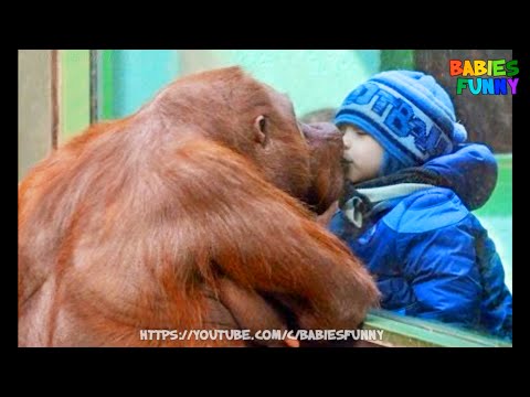 Try Not To Laugh Challenge – Funny Kids At The Zoo