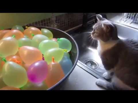 Funny Cats Eating Compilation May 2015