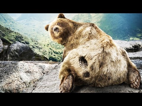 FUNNY BEARS 2017 ? ? Funny Bear Videos 2017 [Funny Pets]