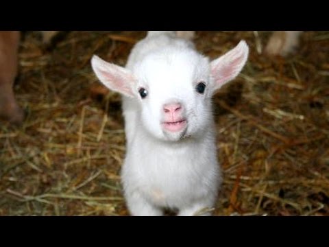 Cutest animal sounds – Funny and cute animal compilation