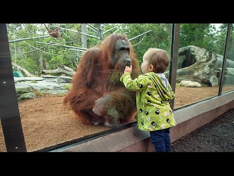 Kids and wild animals At The Zoo: types of animals Compilation