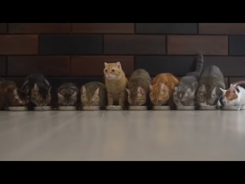 Funny Cats  Compilation March 2016