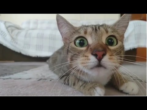 Funny Cats Compilation 2016 – Best Funny Cat Videos Ever