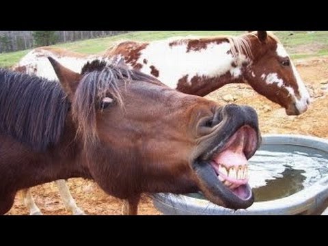 Animals screaming and making funny noises – Funny animal sound compilation PART 2