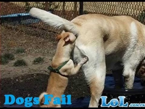 Funny Dog Videos | Funniest Dogs And Cats Videos | Funny Animals Compilation 2016